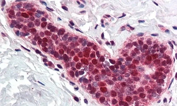Anti PCNA Antibody gallery image 2