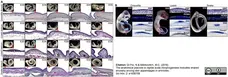 Anti PCNA Antibody gallery image 3