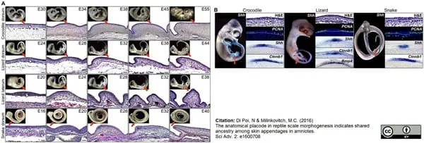 Anti PCNA Antibody gallery image 3