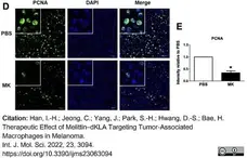 Anti PCNA Antibody gallery image 4