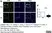 Anti PCNA Antibody thumbnail image 4