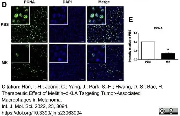 Anti PCNA Antibody gallery image 4
