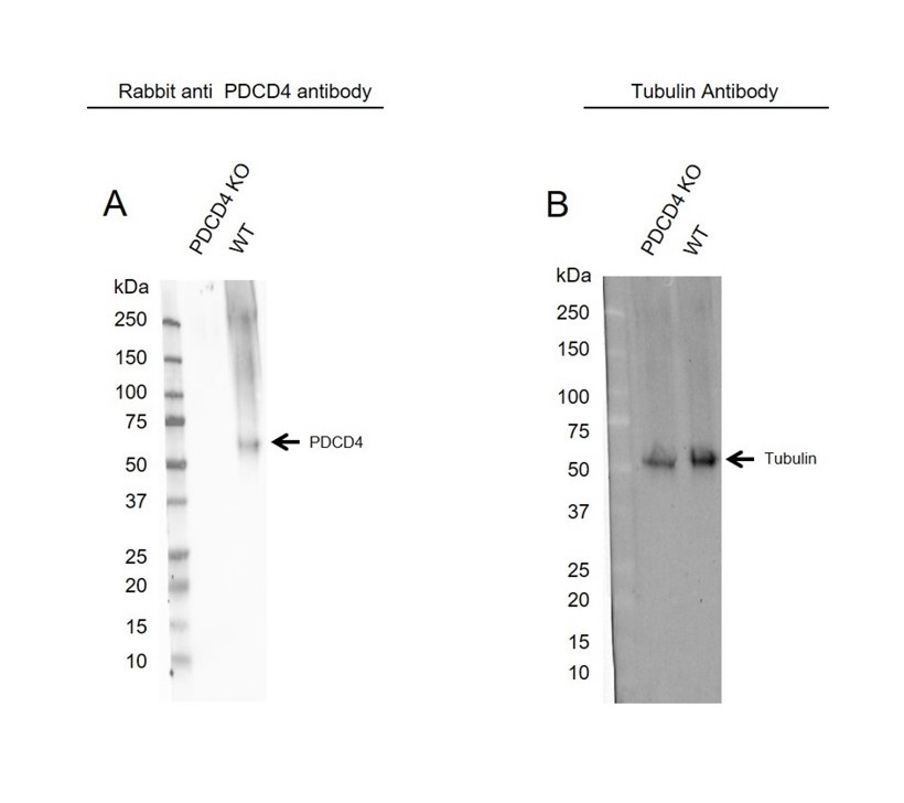 Anti PDCD4 Antibody (PrecisionAb Polyclonal Antibody) gallery image 1