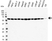 Anti PDCD4 Antibody (PrecisionAb Polyclonal Antibody) thumbnail image 3