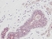 Anti Human PDGF AA Homodimer Antibody thumbnail image 1