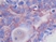 Anti Human PDGF AA Homodimer Antibody thumbnail image 2