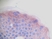 Anti Human PDGF AA Homodimer Antibody thumbnail image 3