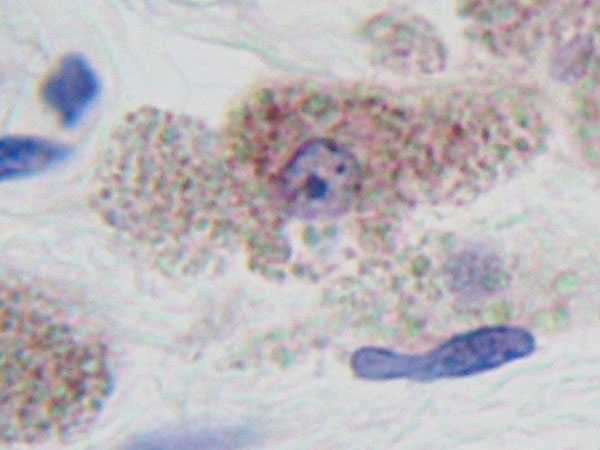Anti Human PDGF AA Homodimer Antibody thumbnail image 4