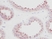Anti Human PDGF BB Homodimer Antibody thumbnail image 2