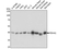 Anti PDHA1 Antibody thumbnail image 1