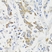 Anti PDHA1 Antibody thumbnail image 2