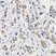 Anti PDHA1 Antibody thumbnail image 3