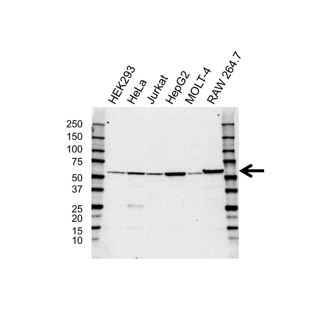 Anti PDIA3 Antibody (PrecisionAb Polyclonal Antibody) gallery image 1