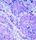 Anti PDK1 (pSer241) Antibody thumbnail image 2