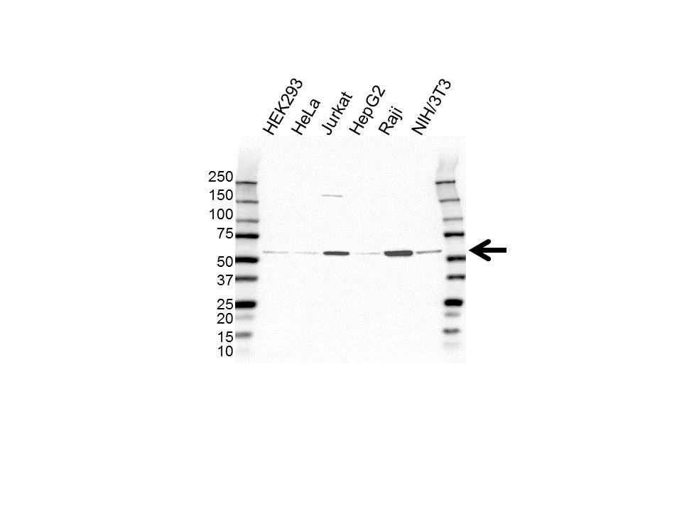 Anti PELI3 Antibody (PrecisionAb Polyclonal Antibody) gallery image 1