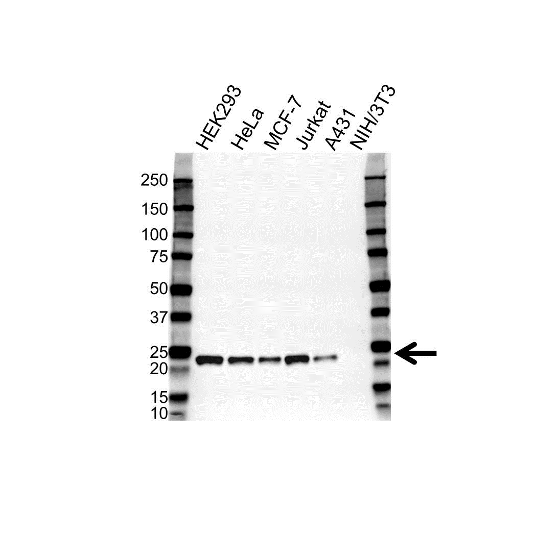 Anti Peroxiredoxin 3 Antibody (PrecisionAb Polyclonal Antibody) gallery image 1
