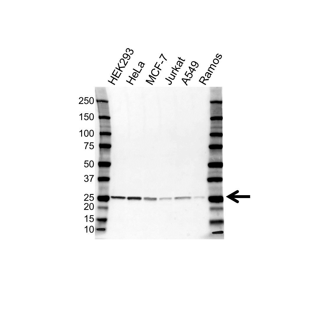 Anti Peroxiredoxin 6 Antibody (PrecisionAb Polyclonal Antibody) gallery image 1