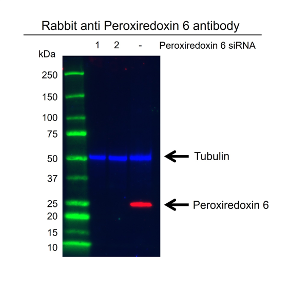 Anti Peroxiredoxin 6 Antibody (PrecisionAb Polyclonal Antibody) gallery image 2