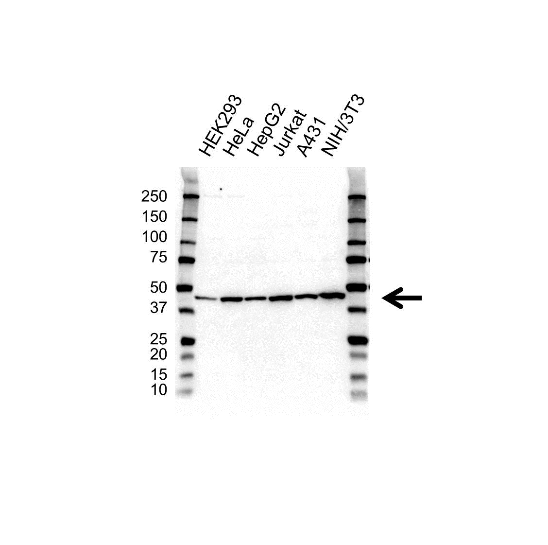 Anti PGK1 Antibody (PrecisionAb Polyclonal Antibody) gallery image 1