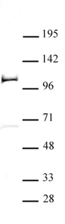 Anti Human PHF20 Antibody gallery image 1