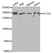 Anti Phospholipase C-GAMMA-2 Antibody thumbnail image 1