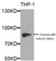 Anti PI-3 Kinase p85 Subunit Alpha Antibody thumbnail image 1