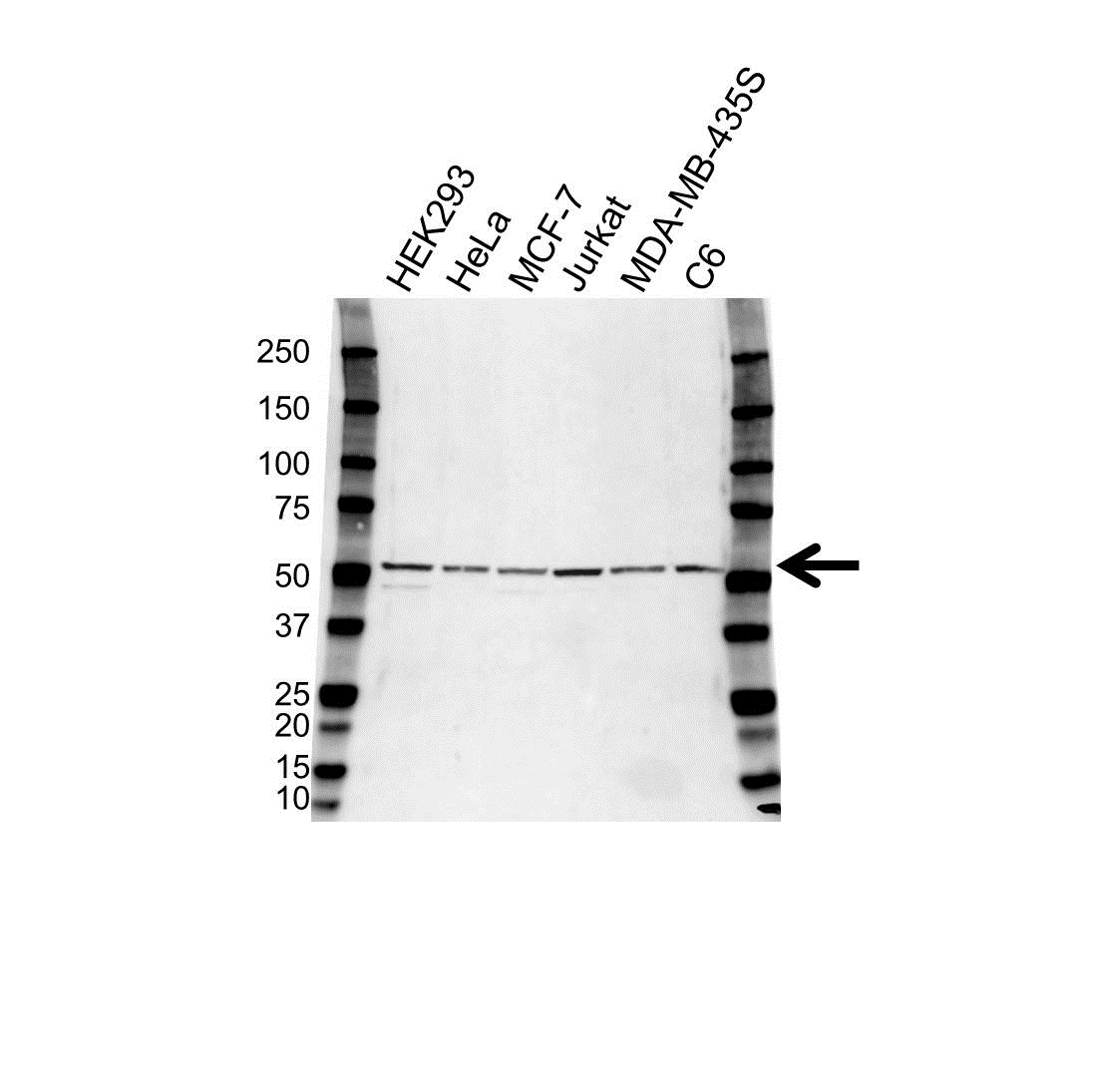 Anti PIK3R3 Antibody (PrecisionAb Polyclonal Antibody) gallery image 1