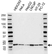 Anti PIN1 Antibody (PrecisionAb Polyclonal Antibody) thumbnail image 1