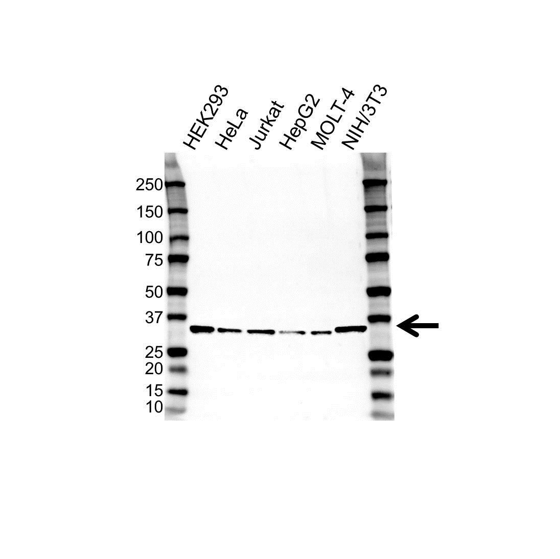 Anti PITP Alpha Antibody (PrecisionAb Polyclonal Antibody) gallery image 1