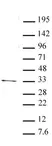 Anti Human PITX2 Antibody thumbnail image 1