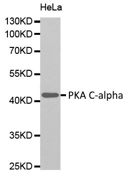 Anti PKA C-ALPHA Antibody gallery image 1