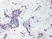 Anti Human Platelet Factor-4 Antibody thumbnail image 2
