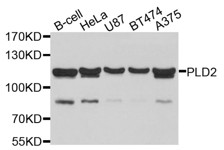 Anti PLD2 Antibody | Bio-Rad