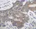 Anti Human PLGF Antibody thumbnail image 1
