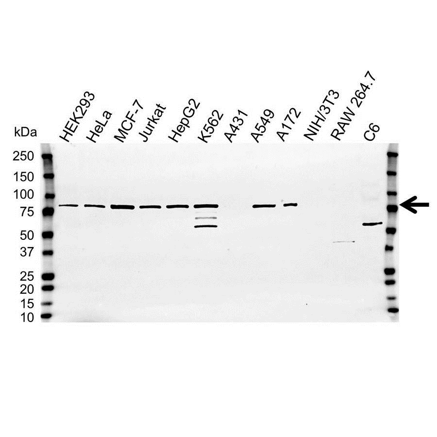 Anti PLK3 Antibody (PrecisionAb Polyclonal Antibody) gallery image 1