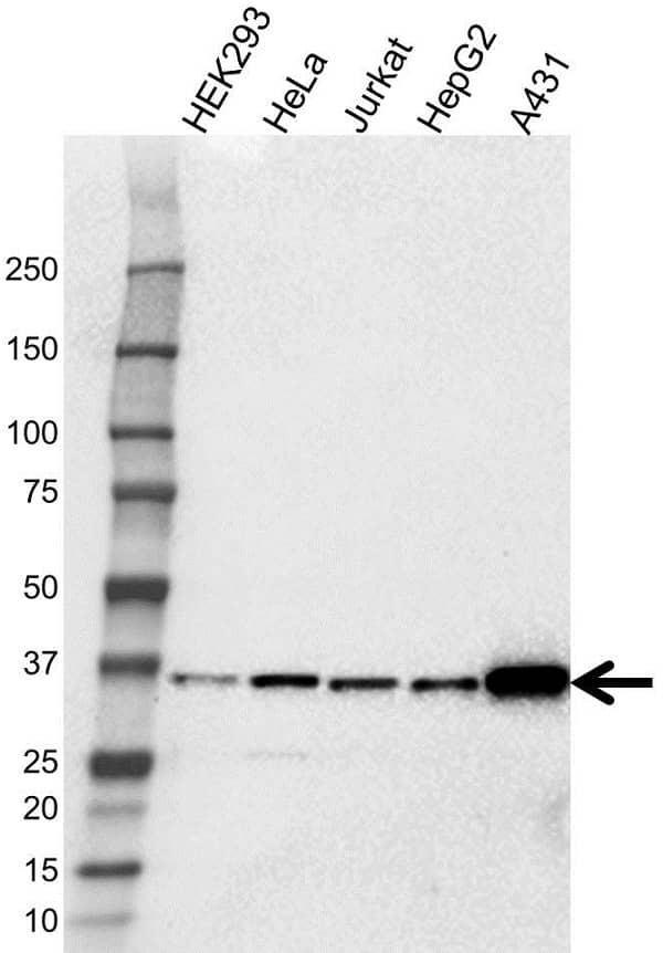 Anti PLSCR1 Antibody (PrecisionAb Polyclonal Antibody) gallery image 1