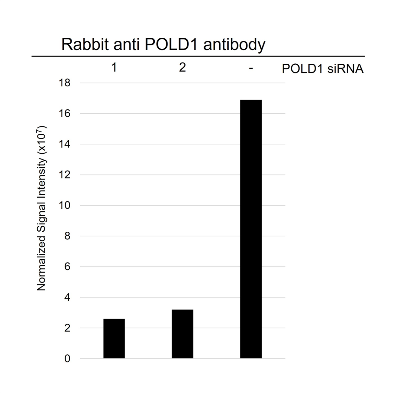 Anti POLD1 Antibody (PrecisionAb Polyclonal Antibody) gallery image 2