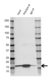 Anti POLR2H Antibody (PrecisionAb Polyclonal Antibody) thumbnail image 2
