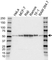 Anti Polyadenylate-Binding Nuclear Protein 1 Antibody (PrecisionAb Polyclonal Antibody) thumbnail image 1