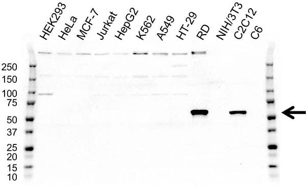 Anti POU2F1 Antibody (PrecisionAb Polyclonal Antibody) gallery image 1