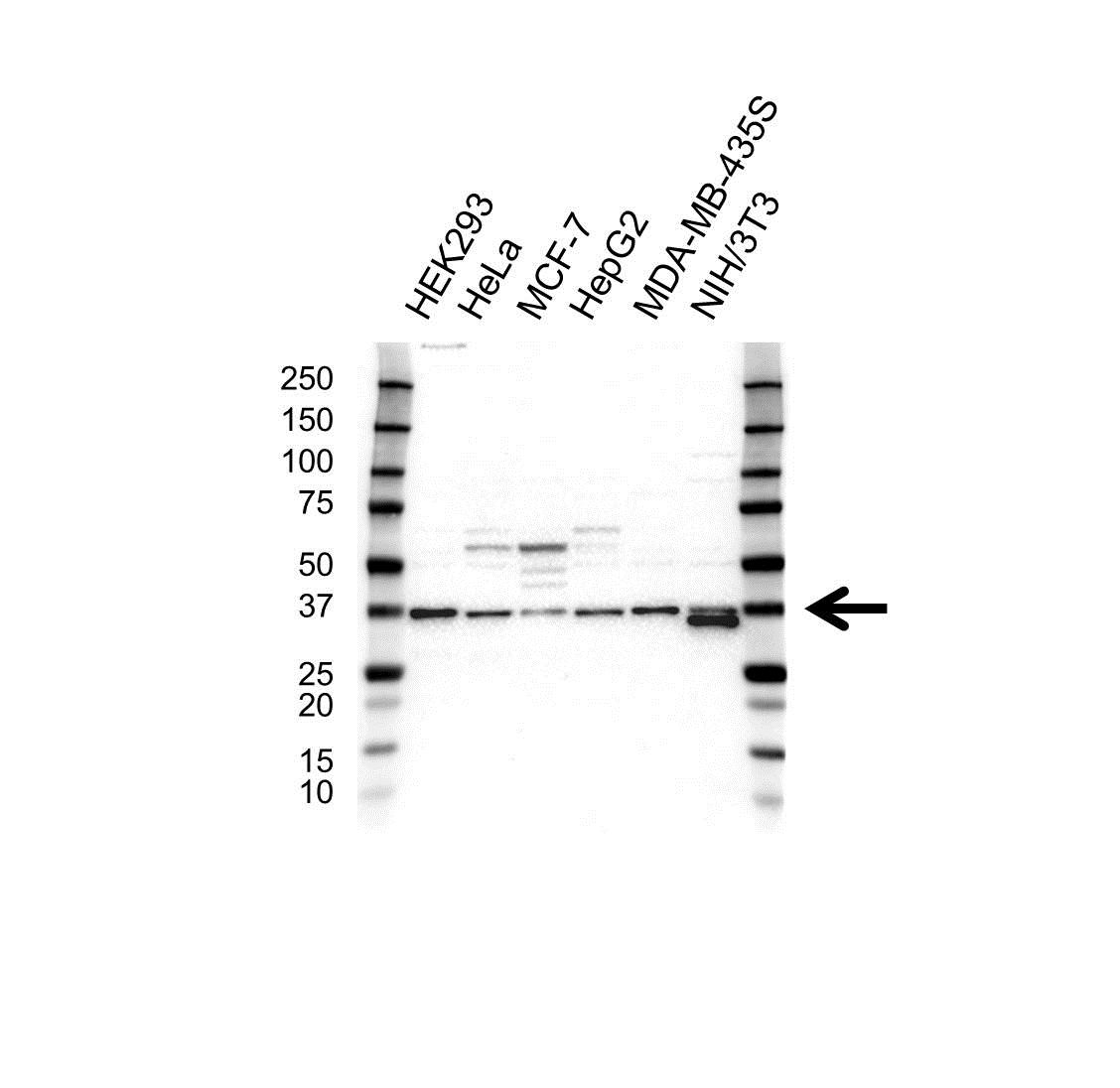 Anti PPP1CC Antibody (PrecisionAb Polyclonal Antibody) gallery image 1