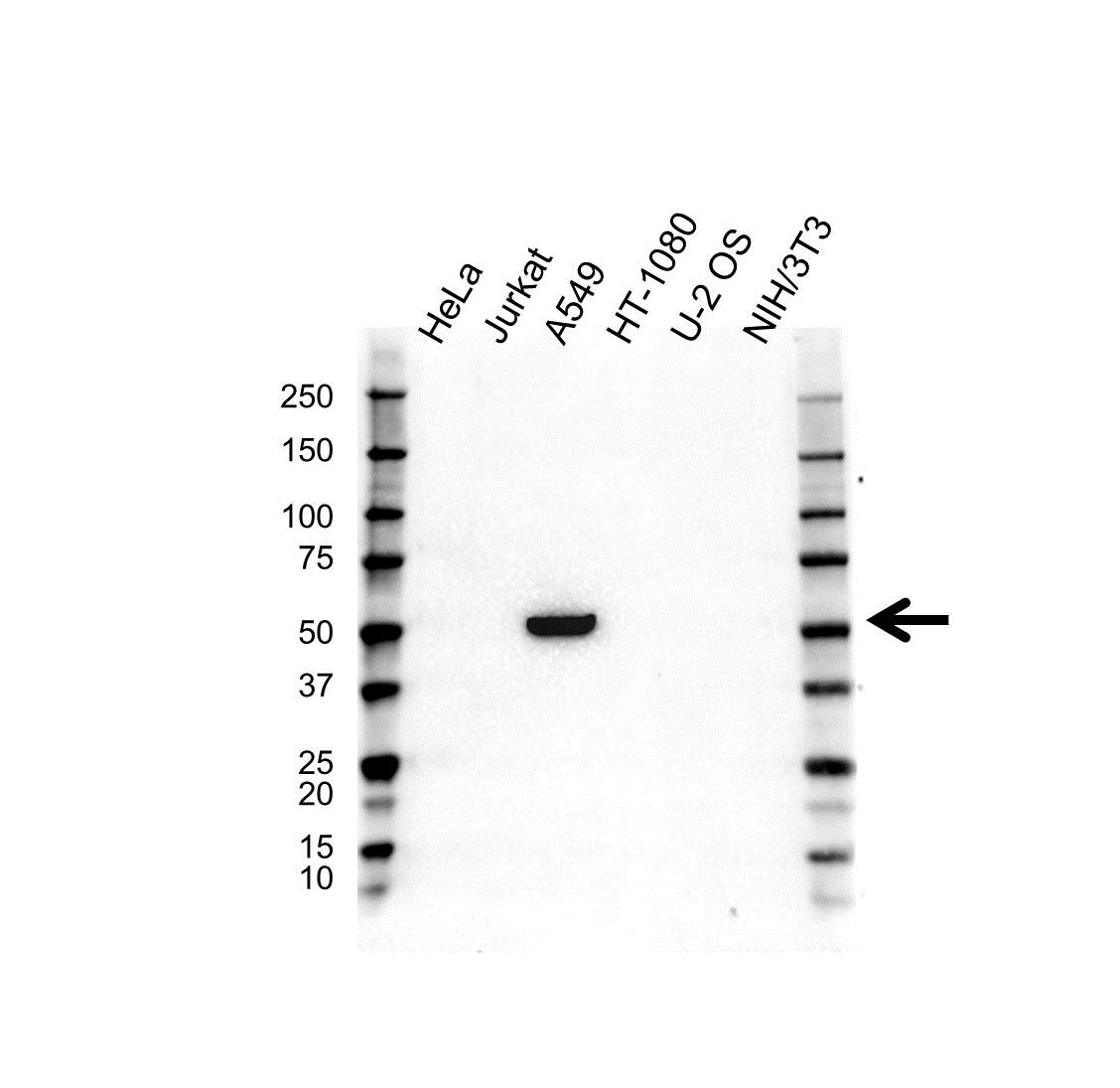 Anti PPP2R2C Antibody (PrecisionAb Polyclonal Antibody) gallery image 1