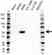 Anti PPP2R2C Antibody (PrecisionAb Polyclonal Antibody) thumbnail image 1