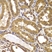 Anti Presenilin-2 Antibody thumbnail image 3