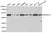 Anti PRKAR1A Antibody thumbnail image 1