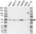 Anti PRKAR2A Antibody (PrecisionAb Polyclonal Antibody) thumbnail image 1