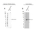 Anti PRKAR2A Antibody (PrecisionAb Polyclonal Antibody) thumbnail image 2