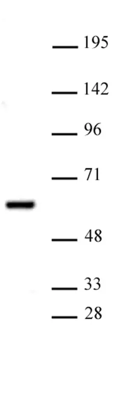Anti Human PRMT2 Antibody gallery image 1