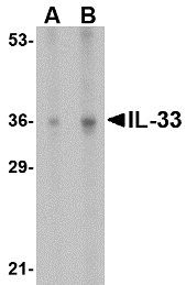 Anti Human Pro-Interleukin-33 Antibody gallery image 1