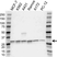 Anti Prohibitin Antibody (PrecisionAb Polyclonal Antibody) thumbnail image 1